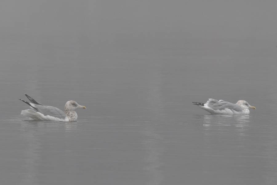 American Herring Gull - ML646534813