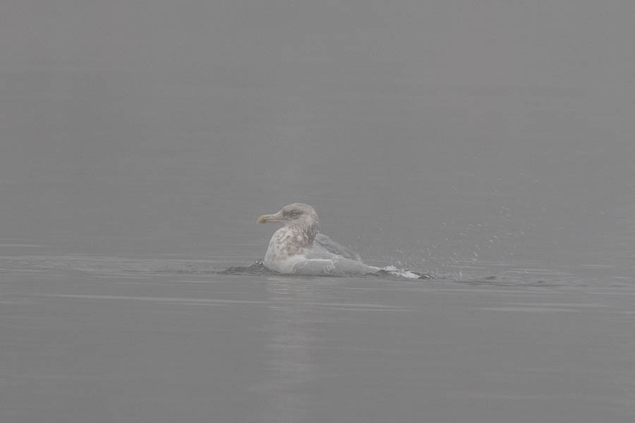 American Herring Gull - ML646534814