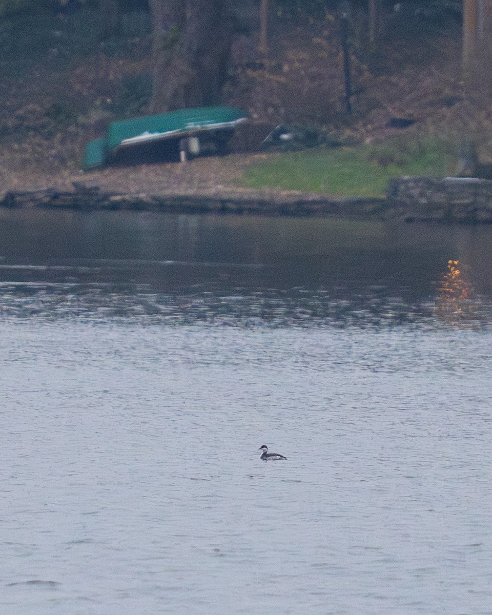 Ohrentaucher - ML646534815