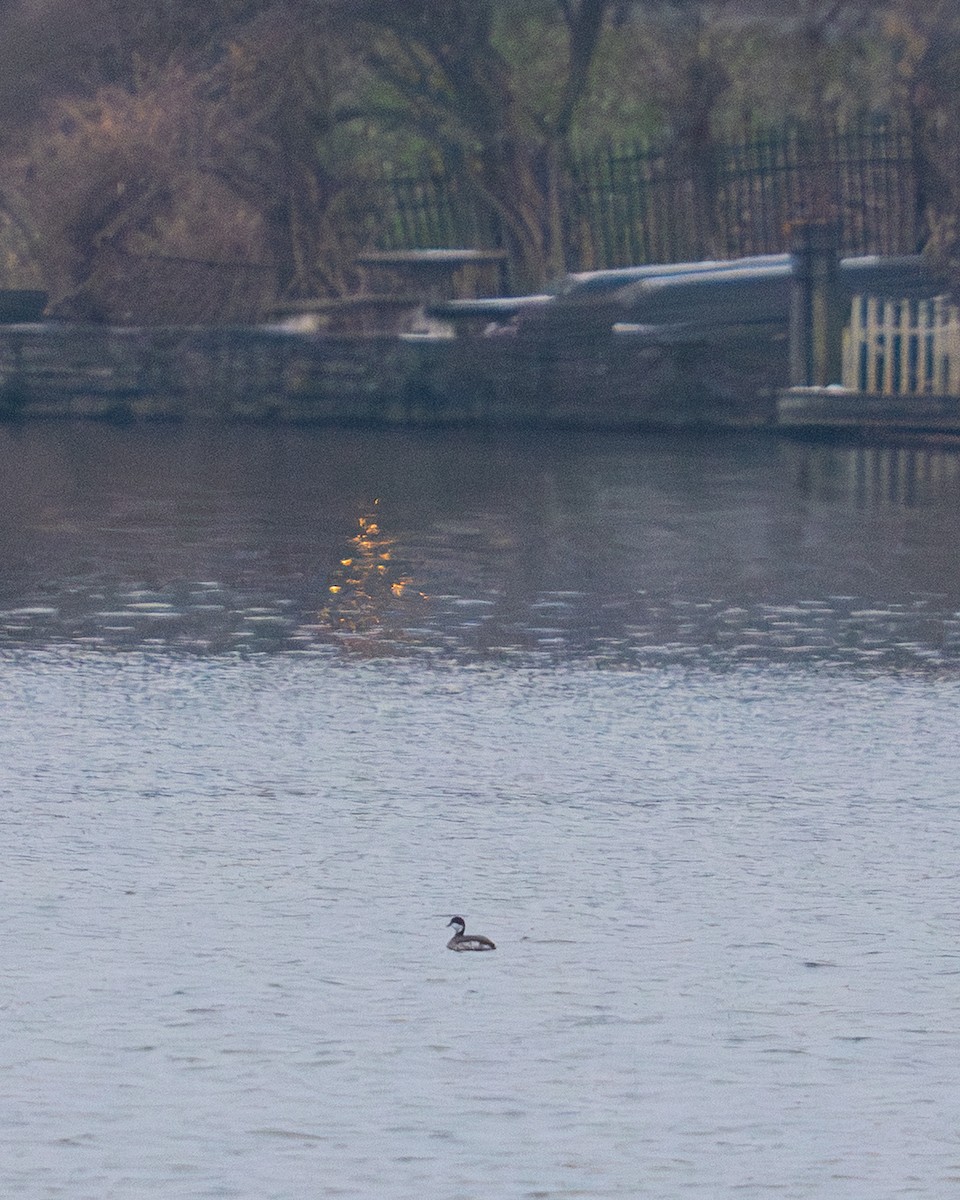 Ohrentaucher - ML646534816