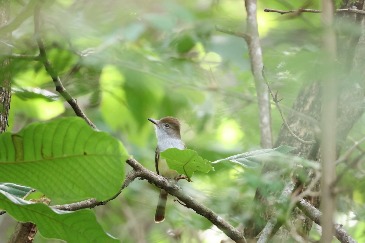 Brown-crested Flycatcher - ML646534817