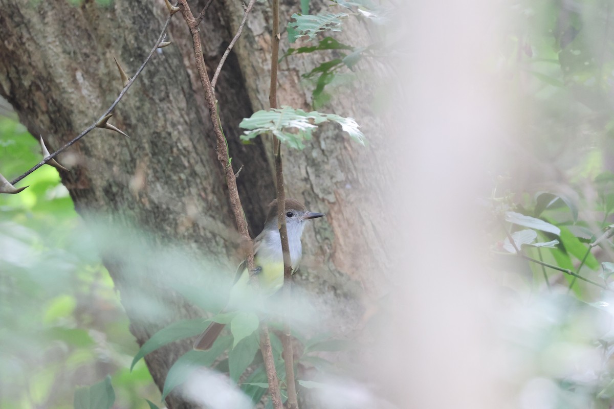 Brown-crested Flycatcher - ML646534818