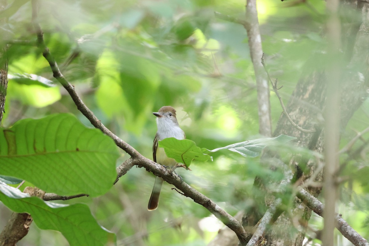 Brown-crested Flycatcher - ML646534819