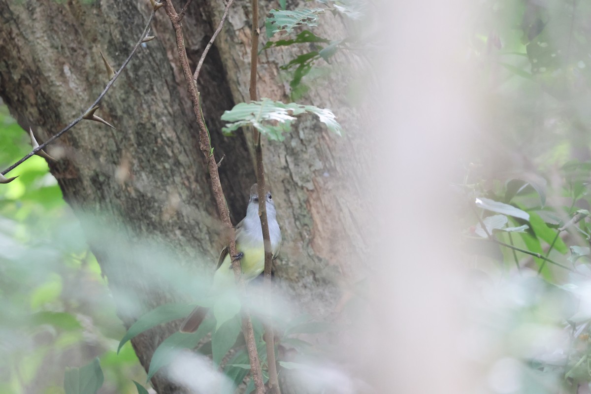 Brown-crested Flycatcher - ML646534820