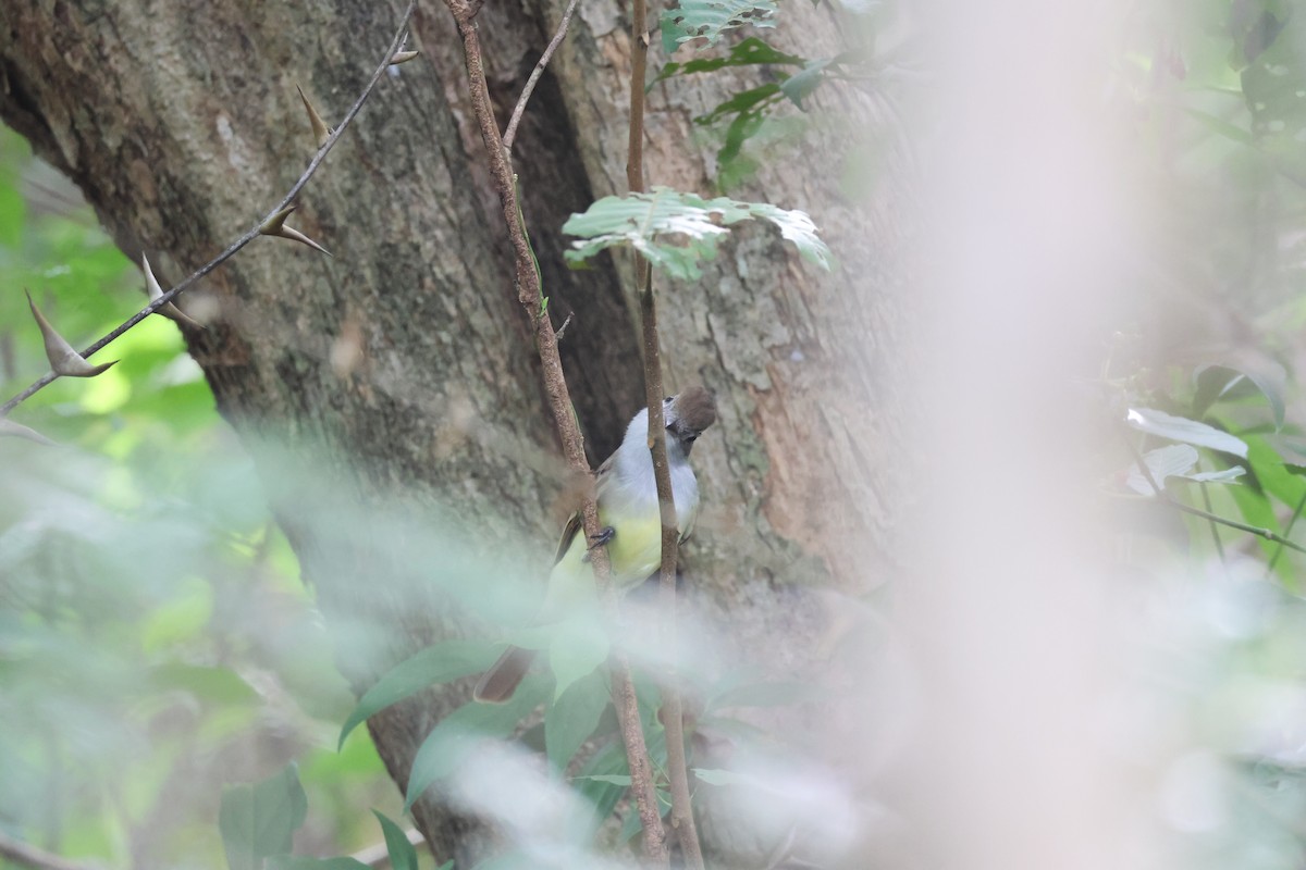 Brown-crested Flycatcher - ML646534821
