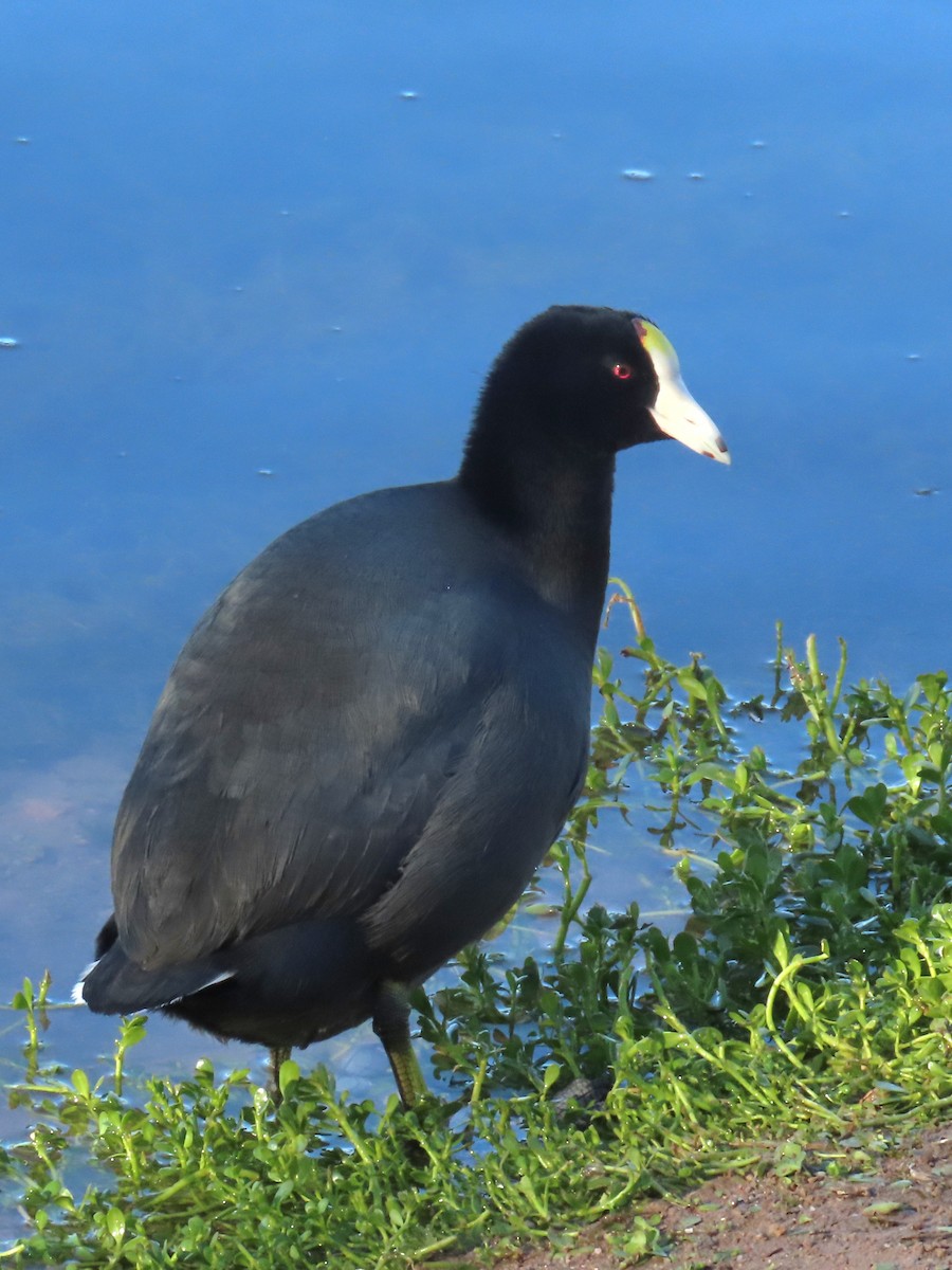 American Coot - ML646534822