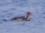 Red-breasted Merganser - ML646534823