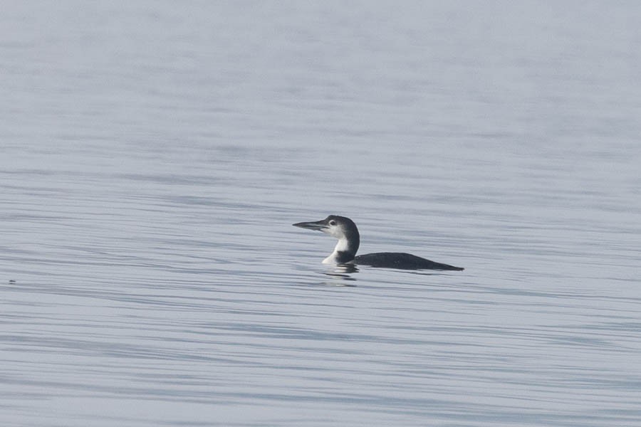 Common Loon - ML646534824