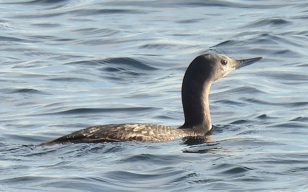 Red-throated Loon - ML646534825