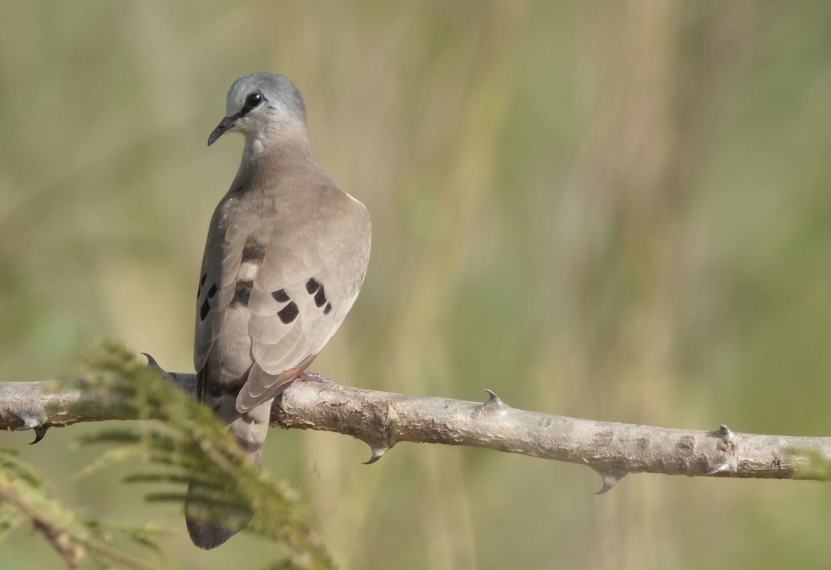 Black-billed Wood-Dove - ML646534826