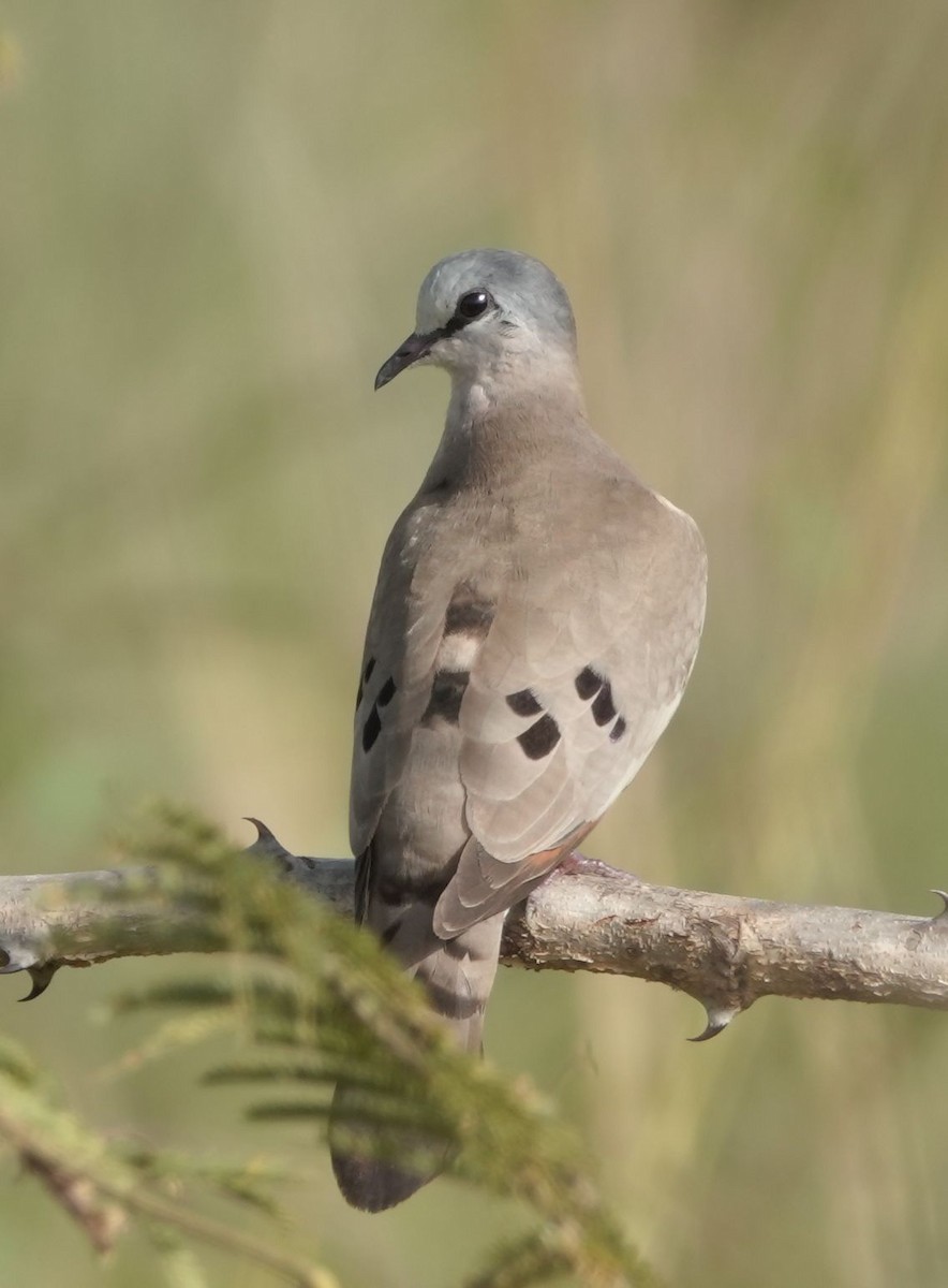 Black-billed Wood-Dove - ML646534827
