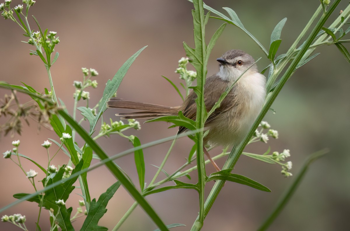 Prinia Modesta - ML646534828