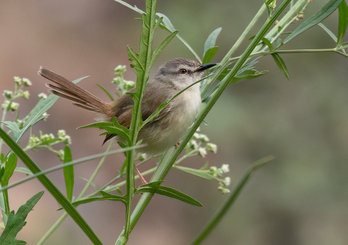 Prinia Modesta - ML646534829