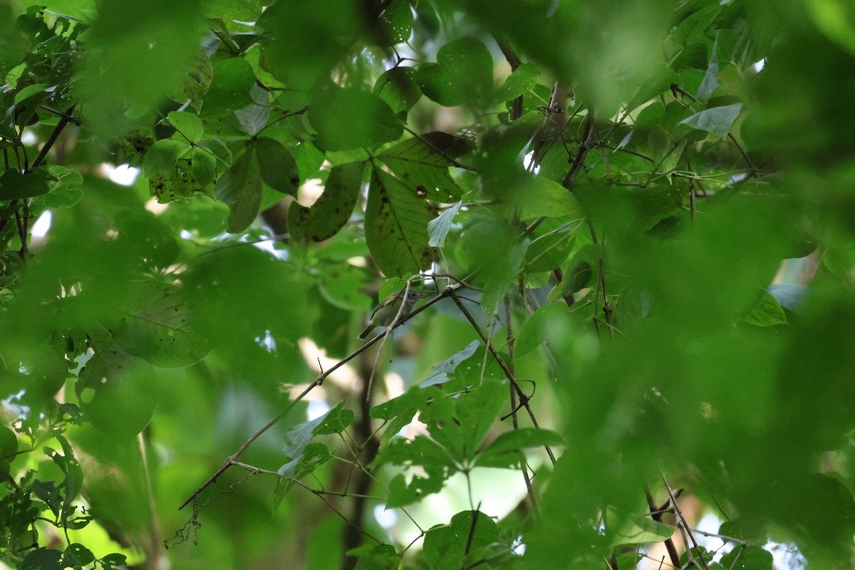 Lesser Greenlet - ML646534830