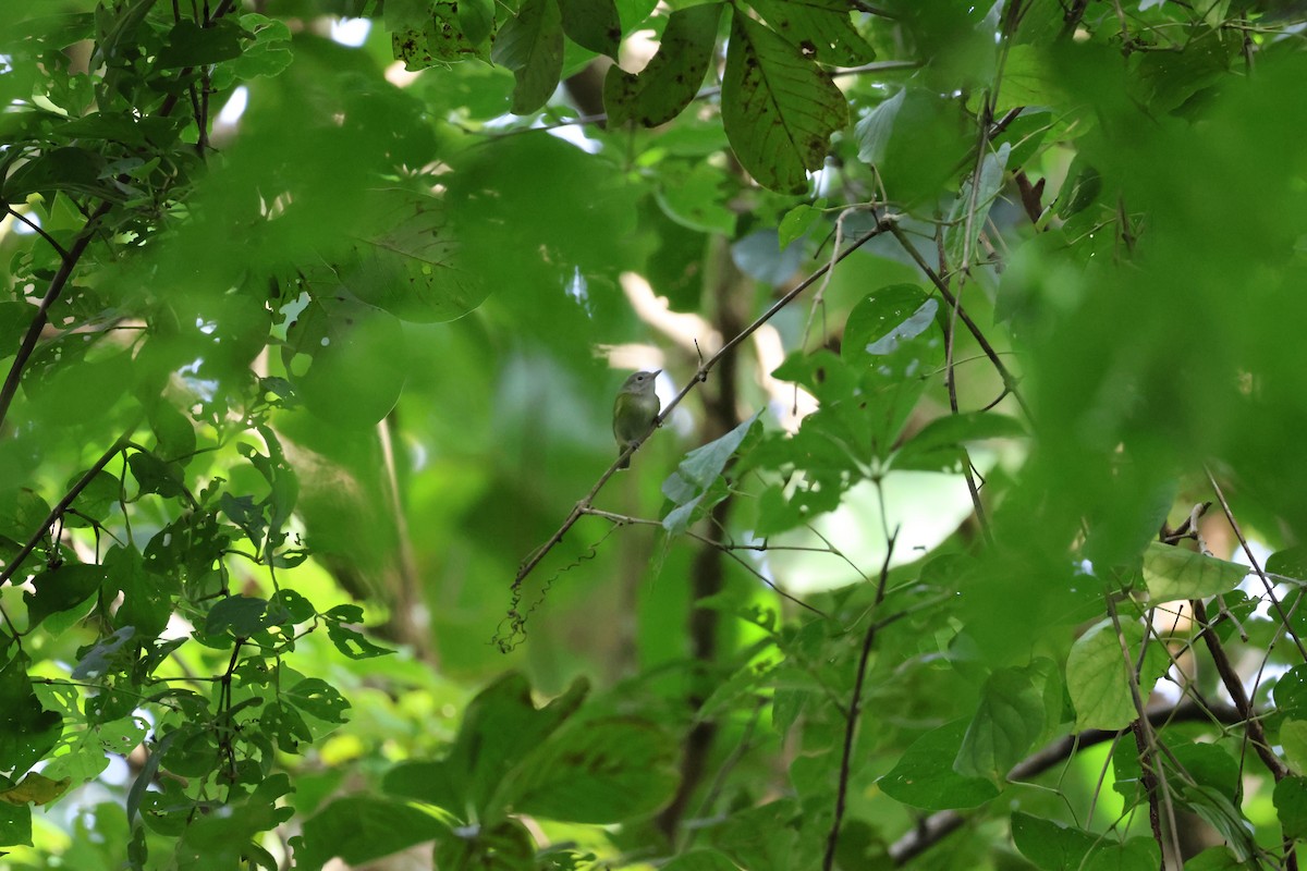 Lesser Greenlet - ML646534831