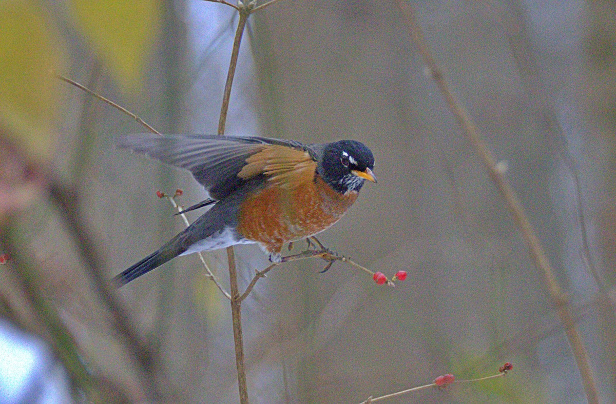 American Robin - ML646534833