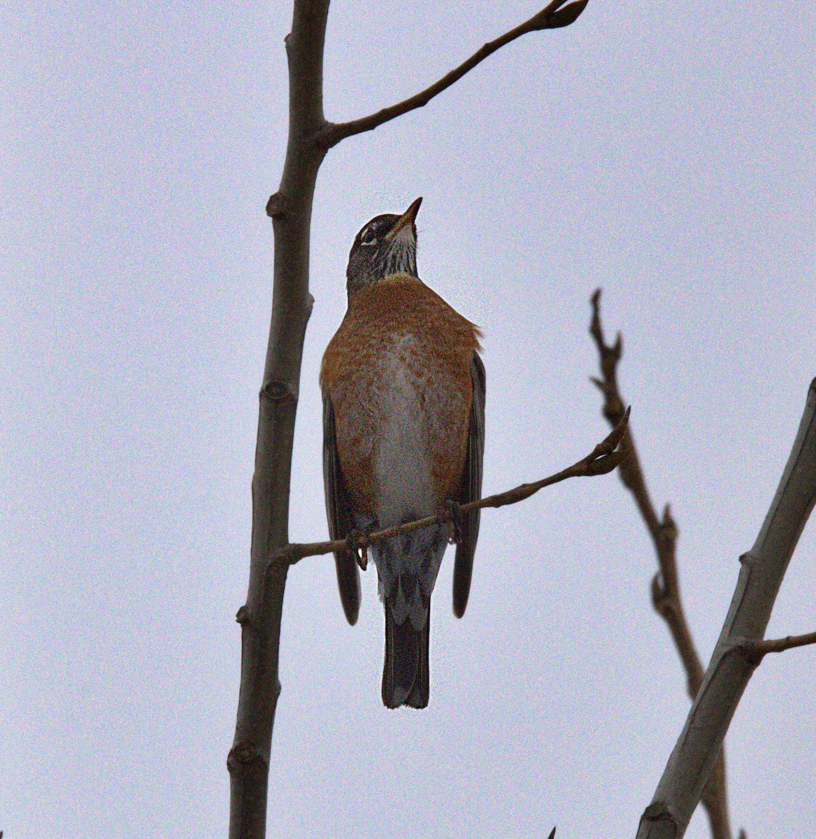 American Robin - ML646534834