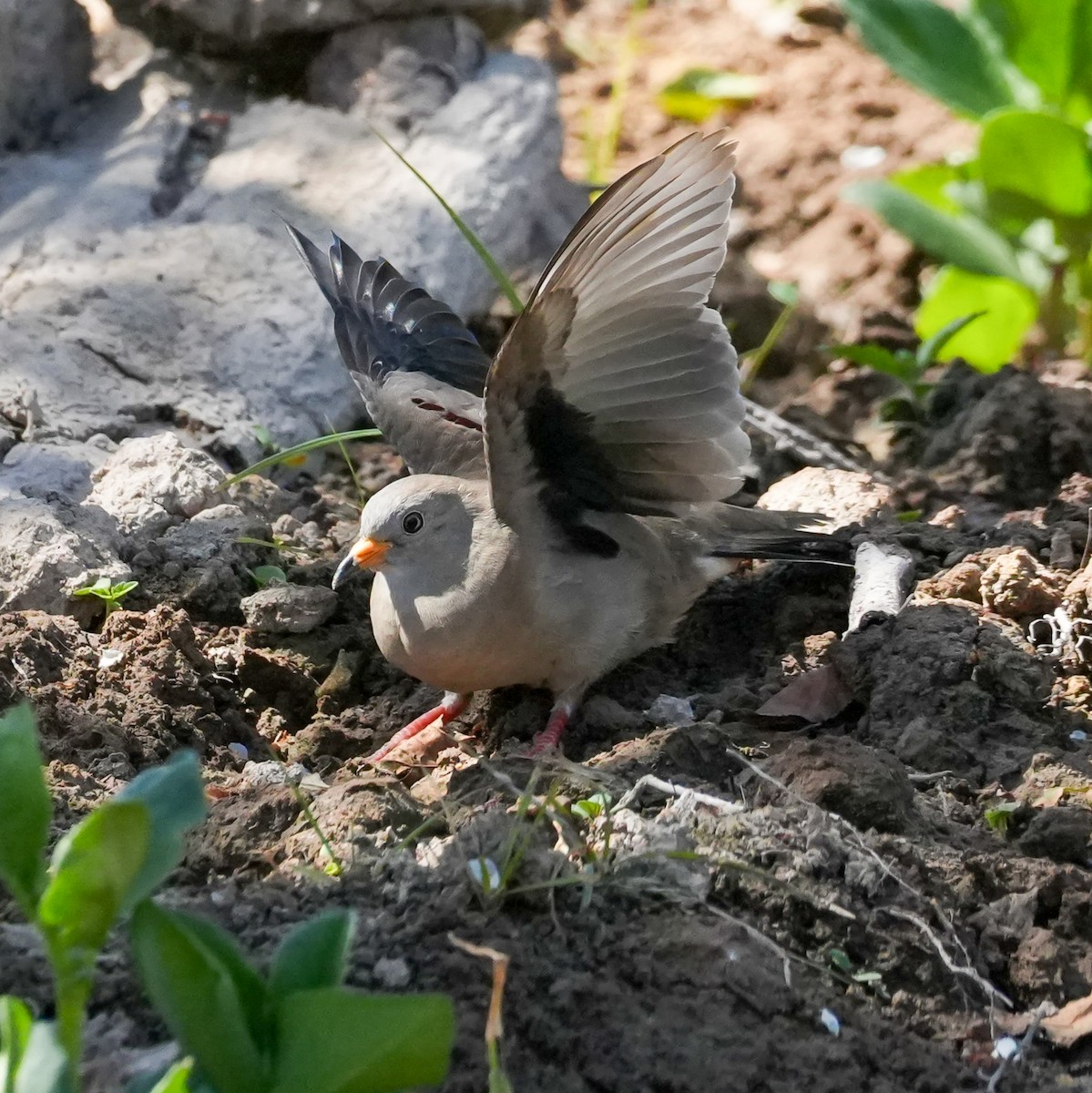 Croaking Ground Dove - ML646534836