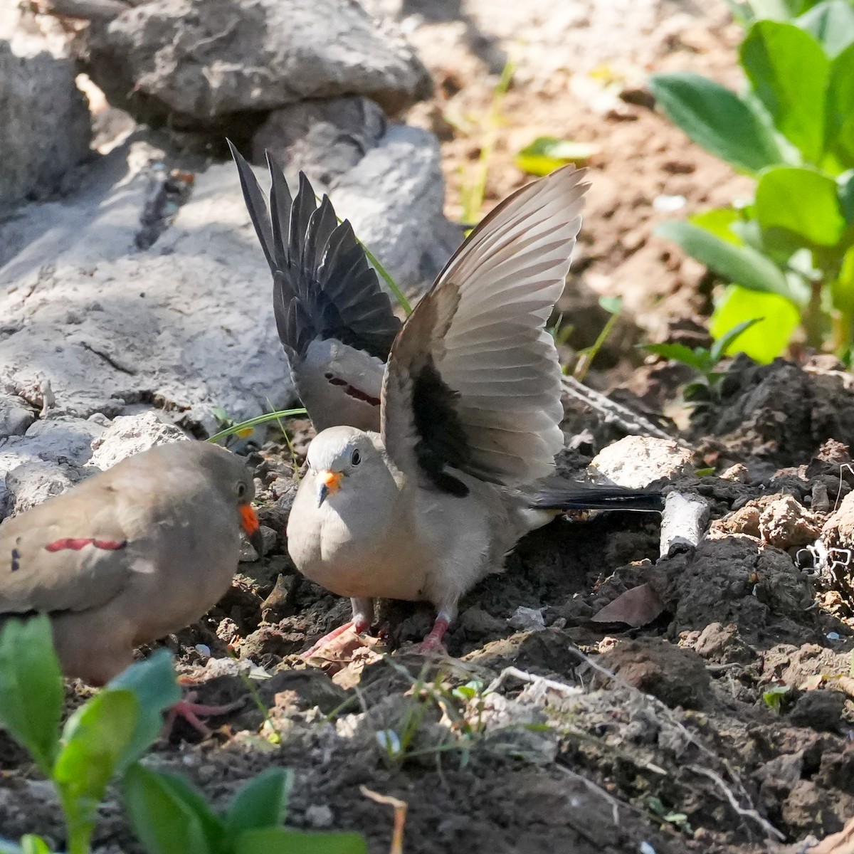 Croaking Ground Dove - ML646534837