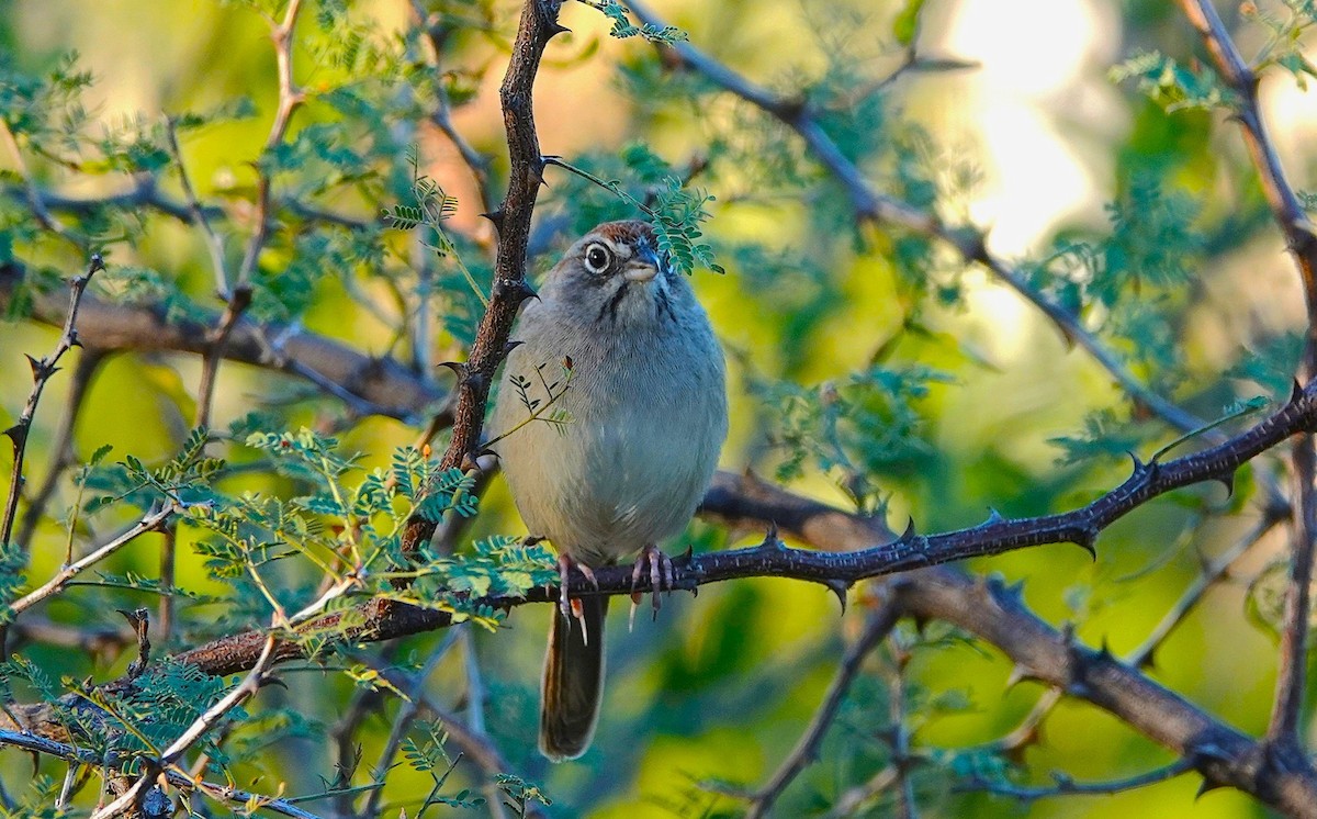 Rufous-crowned Sparrow - ML646534839