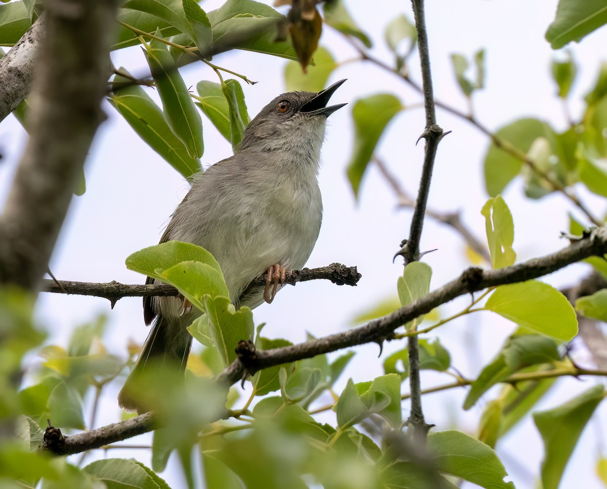 Camaróptera Baladora - ML646534846