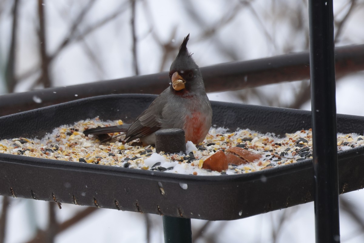 Pyrrhuloxia - ML646534847