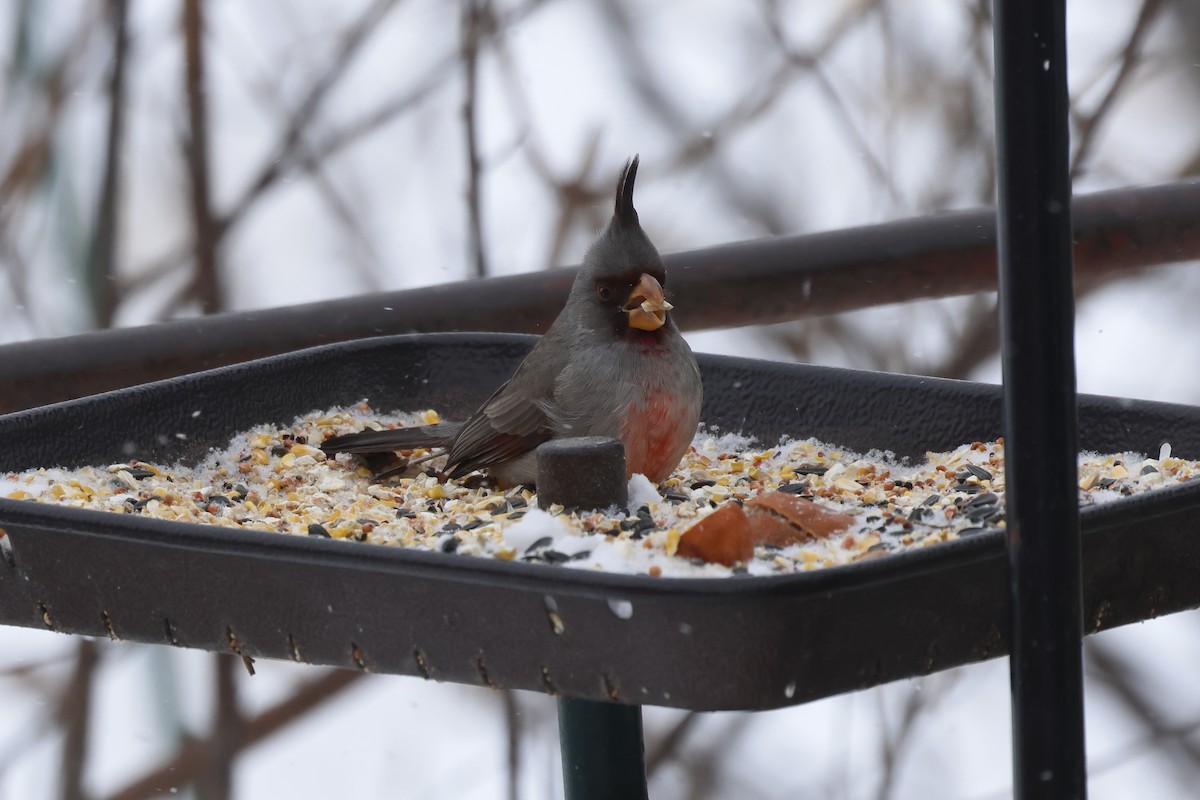 Pyrrhuloxia - ML646534848