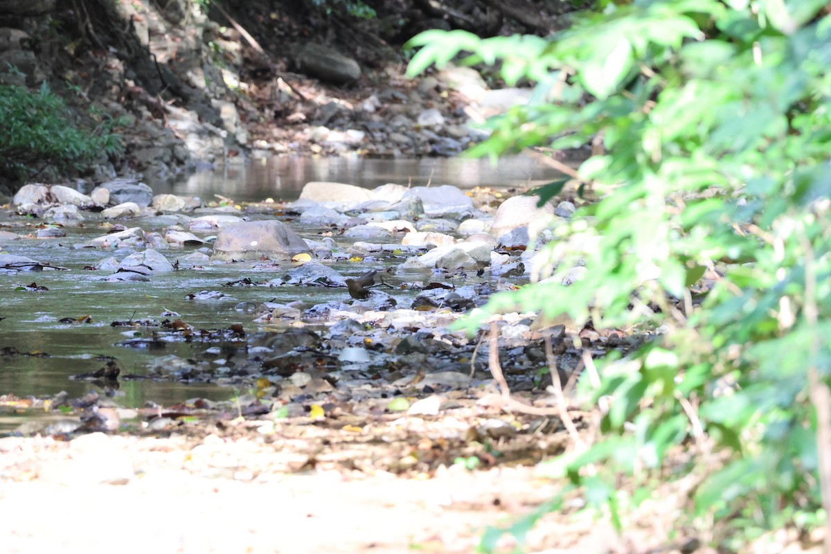 drozd hnědý - ML646534849