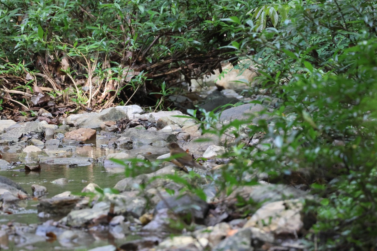 drozd hnědý - ML646534850