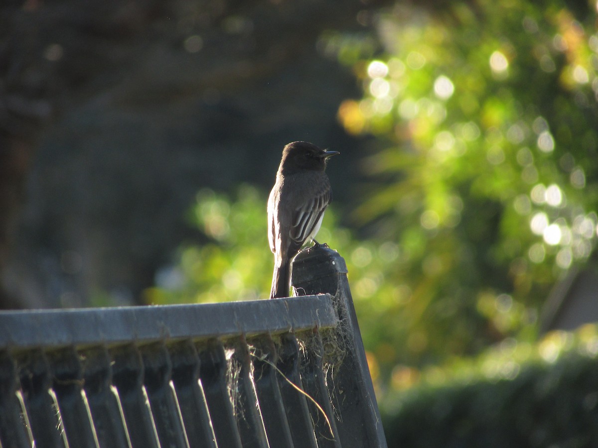 Black Phoebe - ML646534852