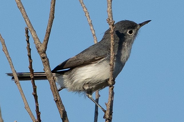 Blue-gray Gnatcatcher - ML646534854