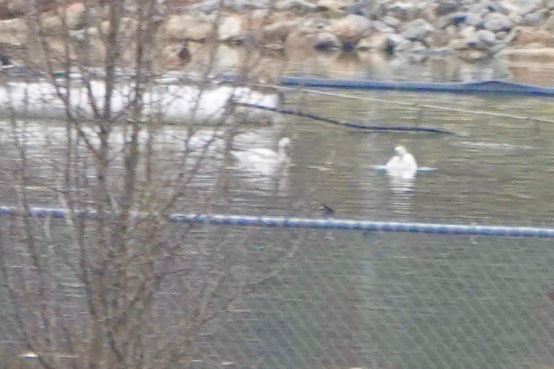 Snow Goose - ML646534855