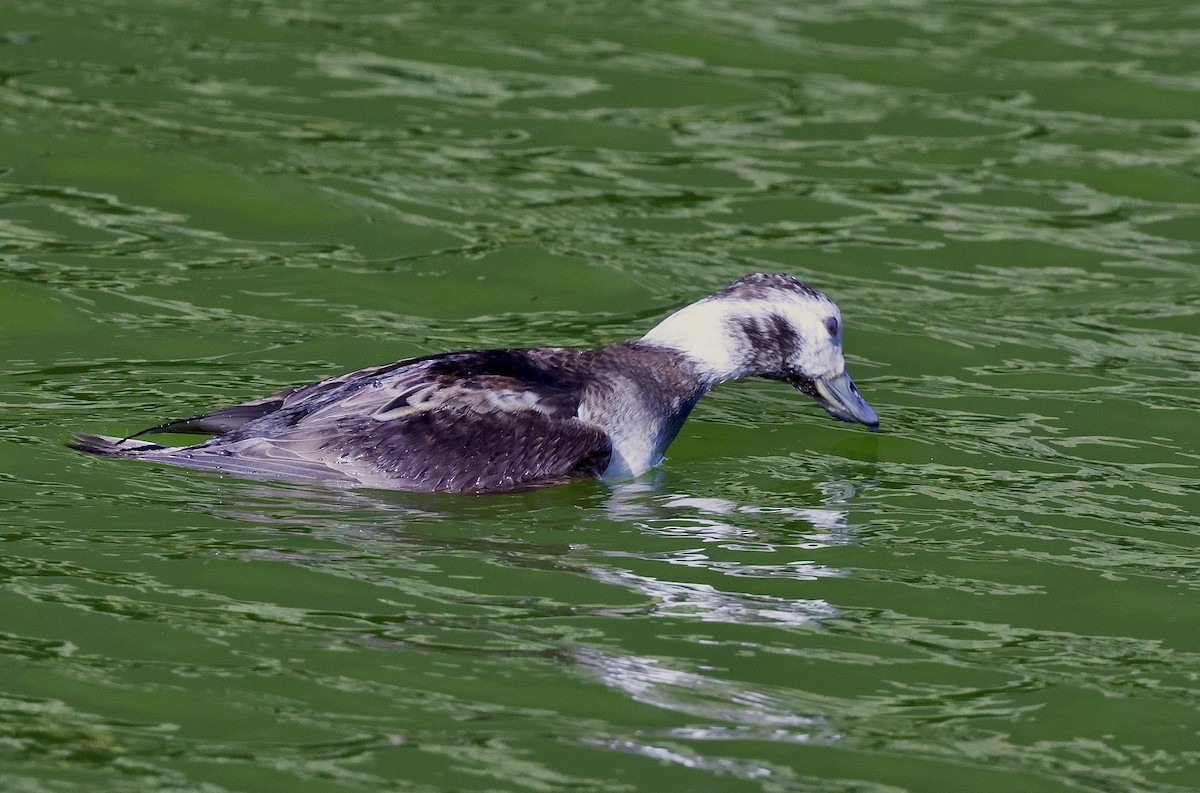 Long-tailed Duck - ML646534857