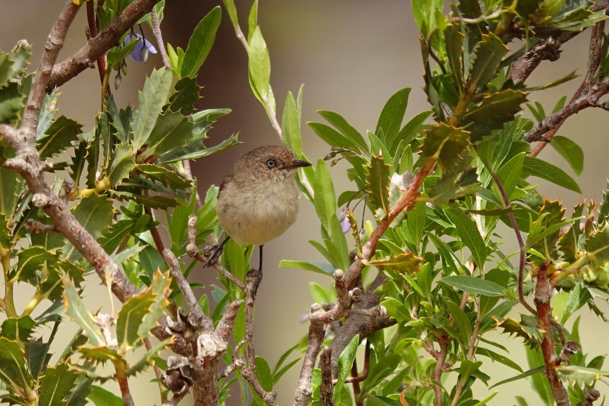 Acantiza Sencilla - ML646534858