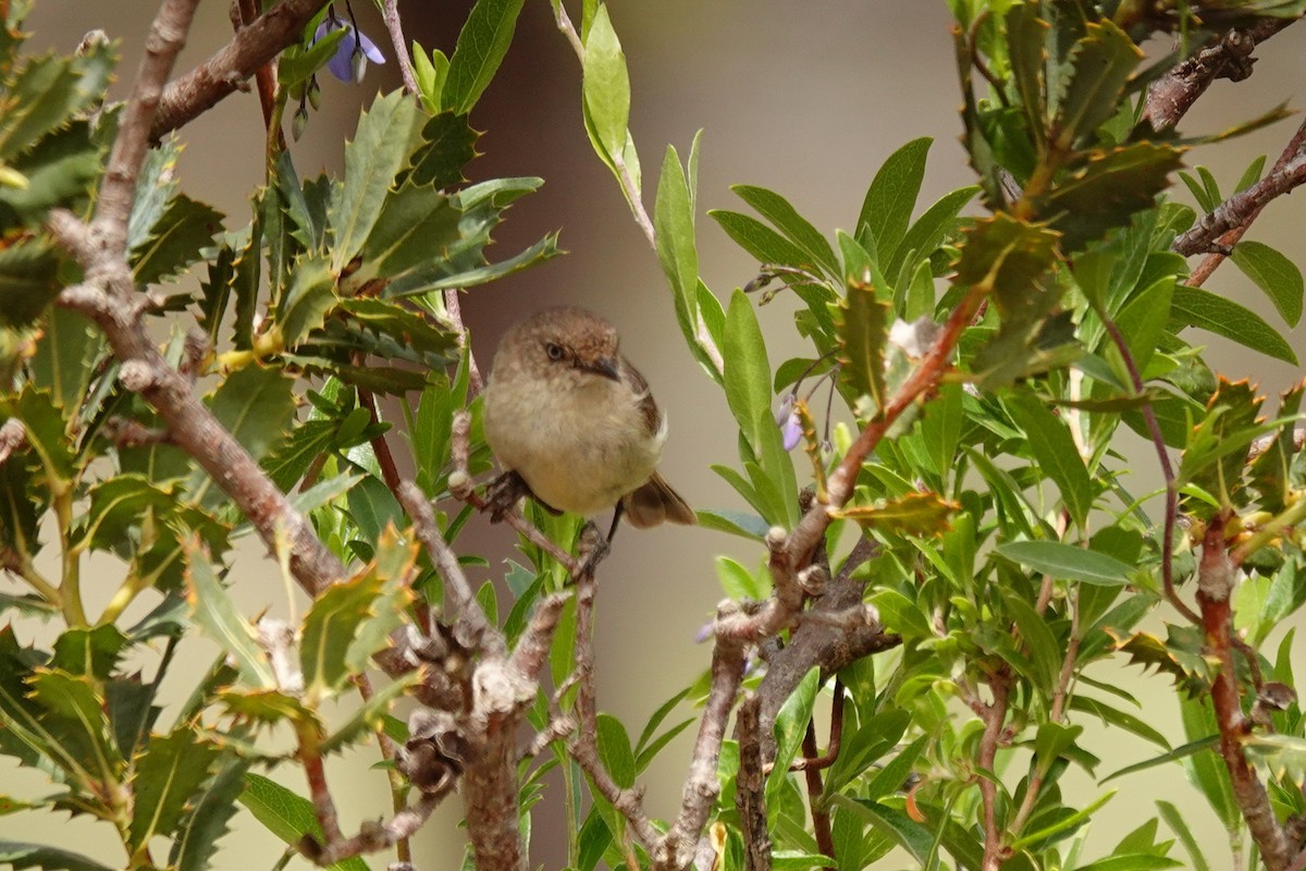 Acantiza Sencilla - ML646534859