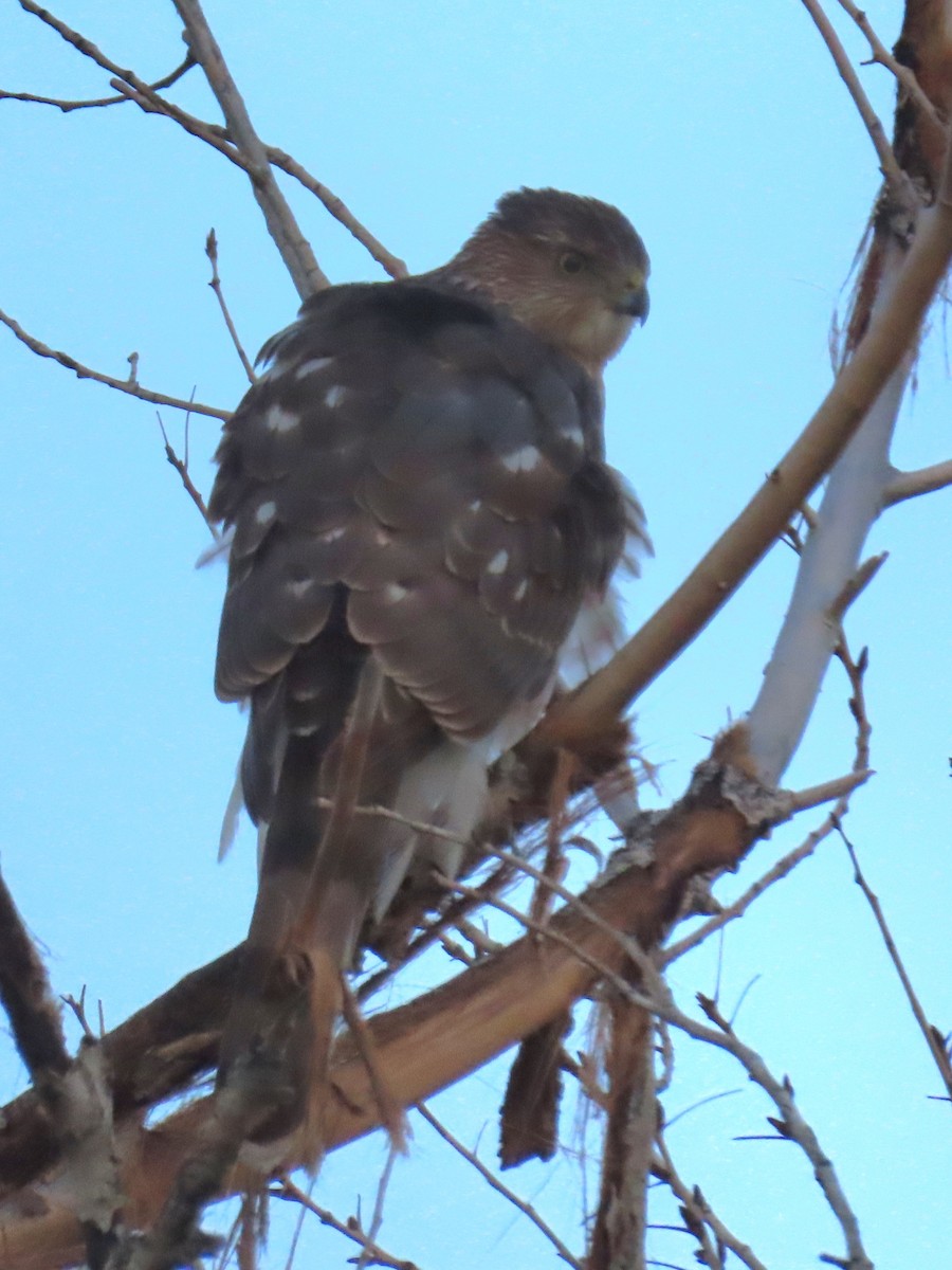 Cooper's Hawk - ML646534860