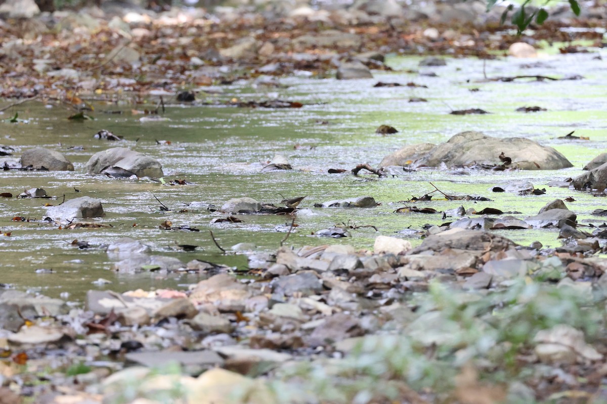 Northern Waterthrush - ML646534861