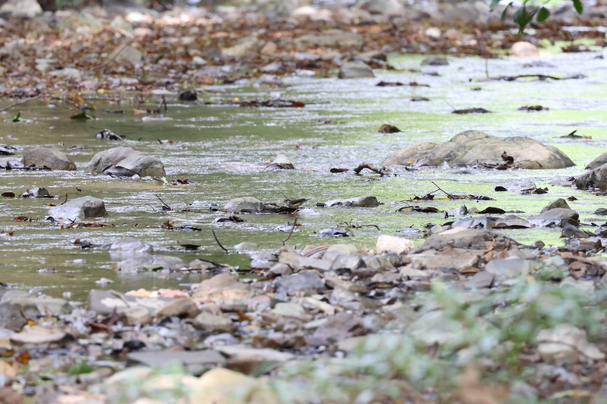 Northern Waterthrush - ML646534862