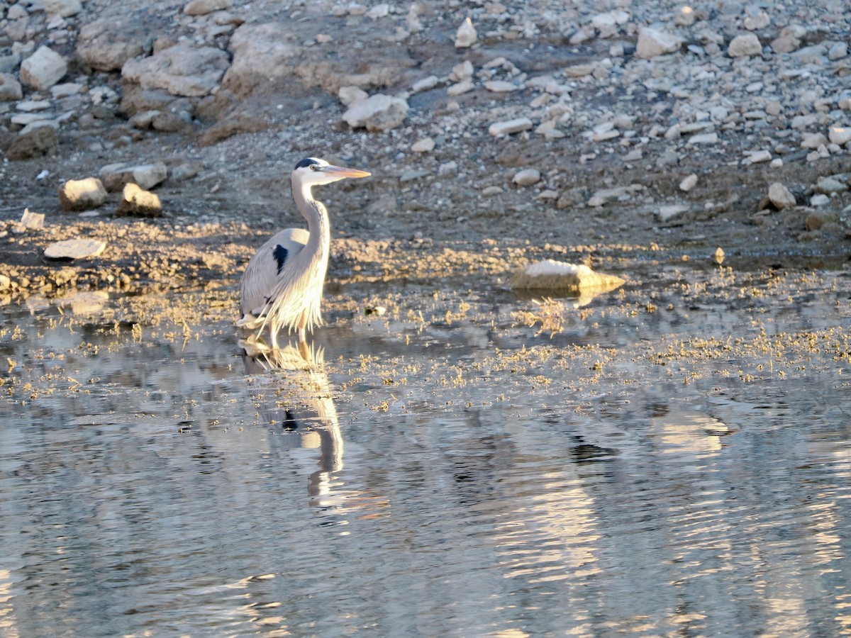 Great Blue Heron - ML646534863
