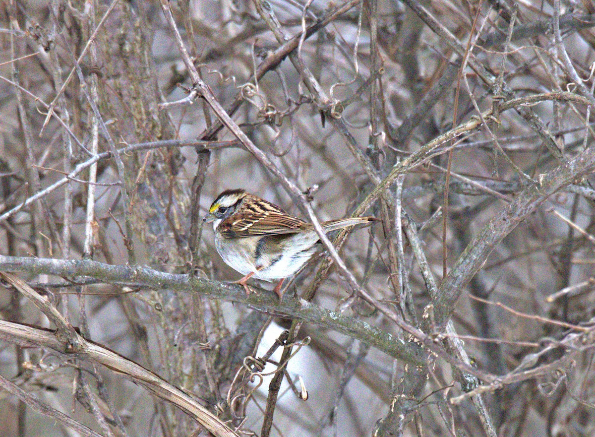 White-throated Sparrow - ML646534865