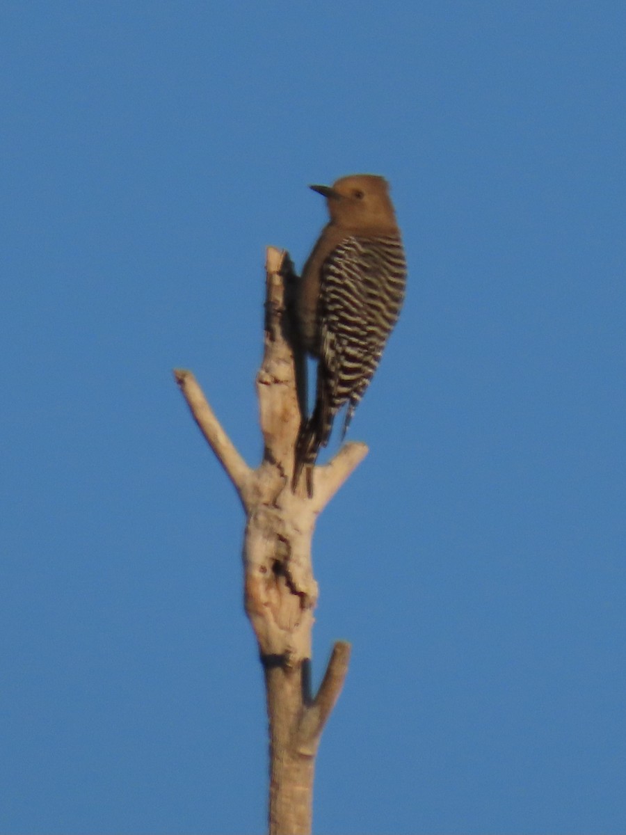 Gila Woodpecker - ML646534866
