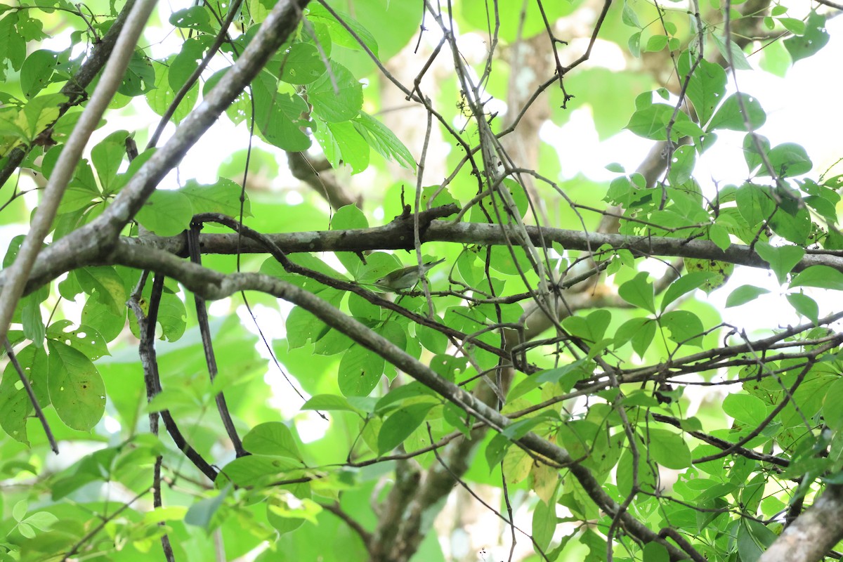 Tennessee Warbler - ML646534880