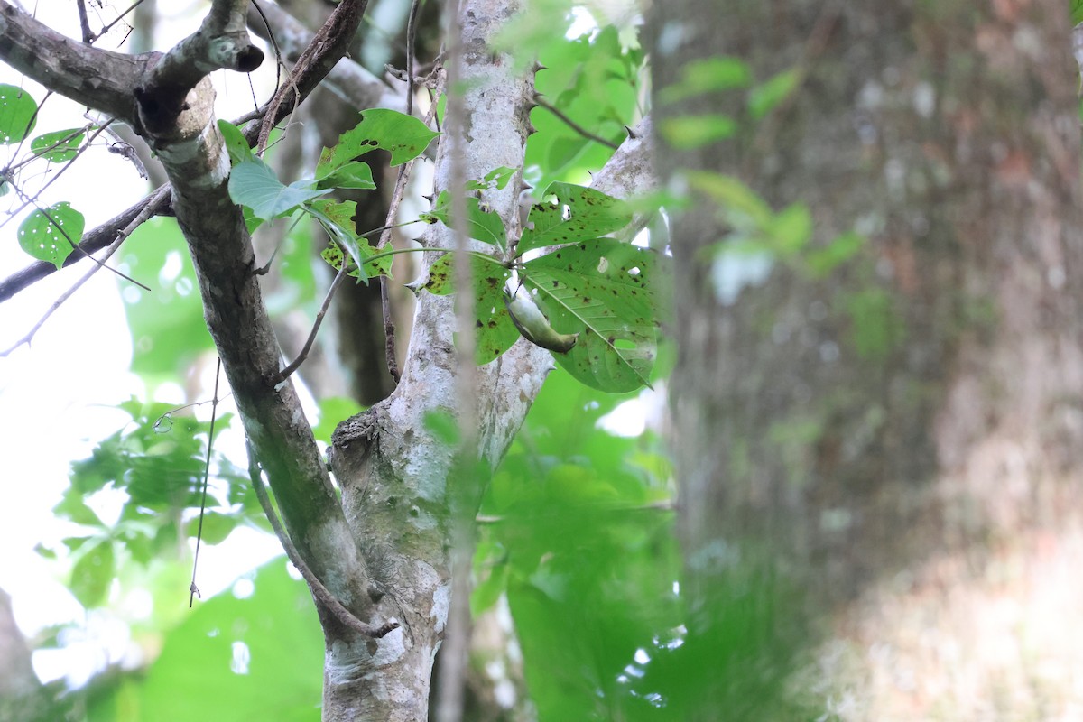 Tennessee Warbler - ML646534881