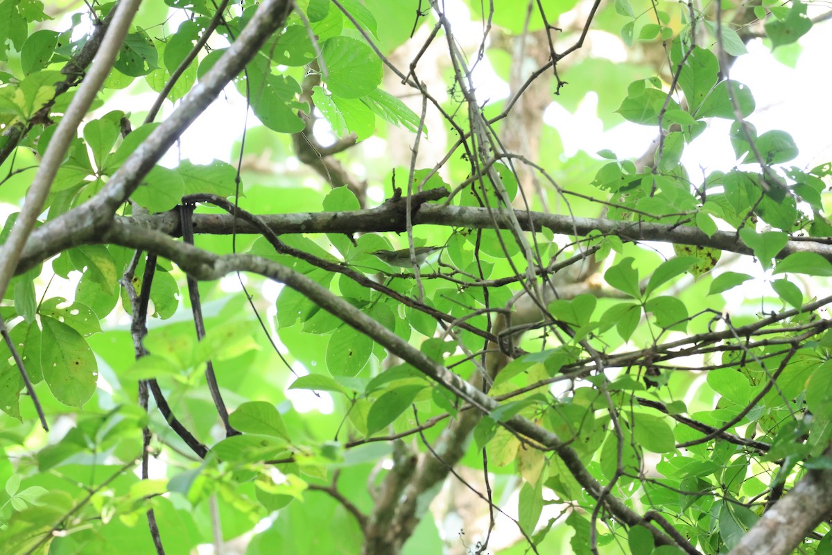 Tennessee Warbler - ML646534882