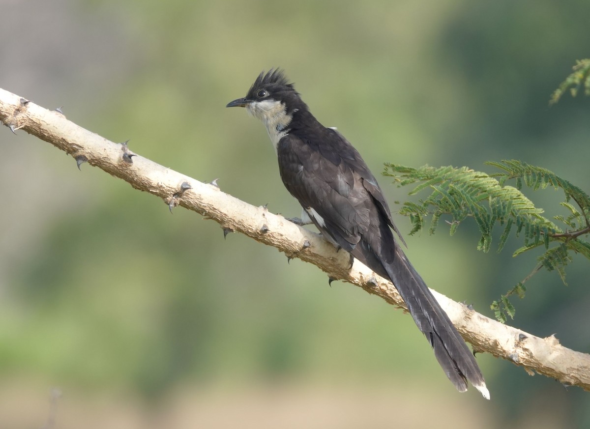 Pied Cuckoo - ML646534883