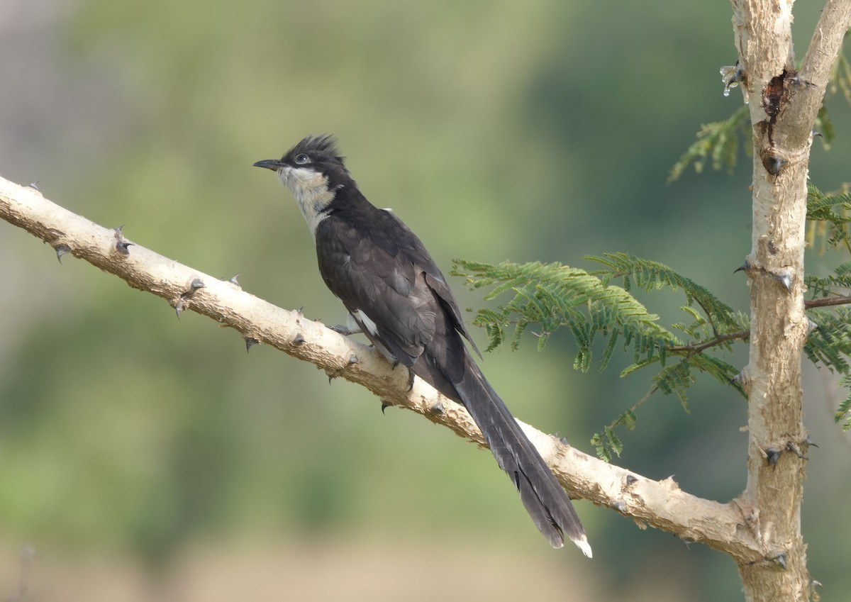 Pied Cuckoo - ML646534884