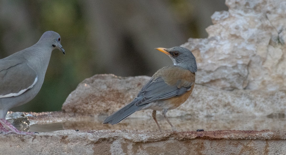 Merle à dos roux - ML646534885