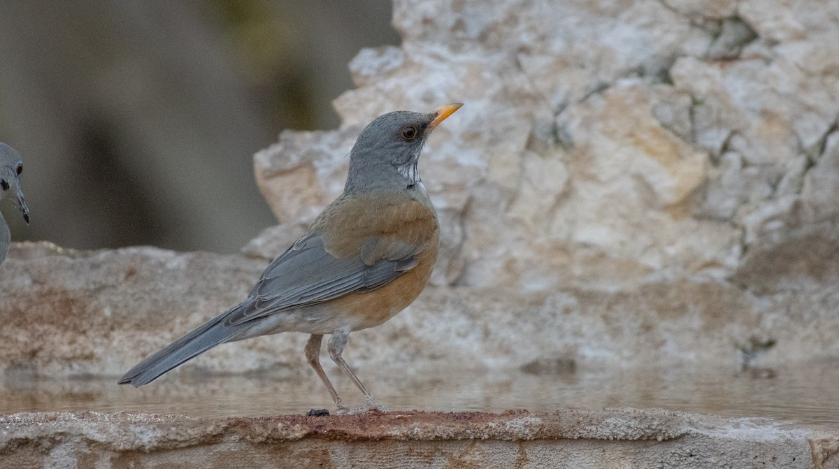 Merle à dos roux - ML646534886