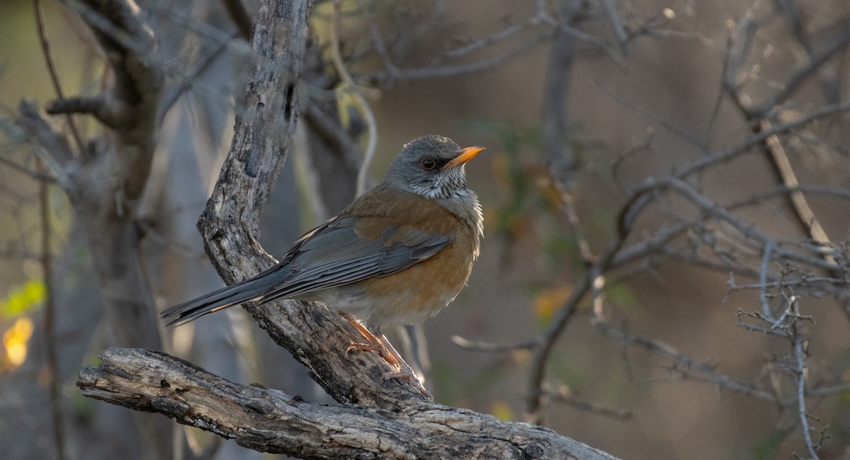 Merle à dos roux - ML646534887
