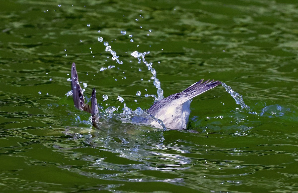 Long-tailed Duck - ML646534888